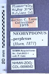 Etikette zu Neohypdonus perplexus (Horn, 1871) (NHMW-ZOO-COL-0006562)